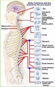 chiropractors in jamaica